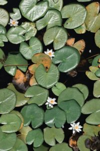 Water Lily Flowers and Leaves on a Water Surface