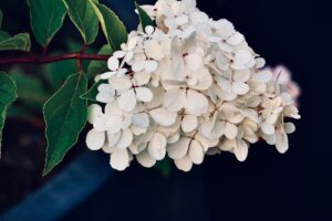 Free stock photo of beautiful, blooming, branch