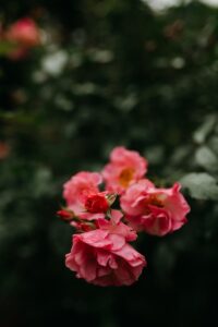 Pink roses in a garden with leaves and branches