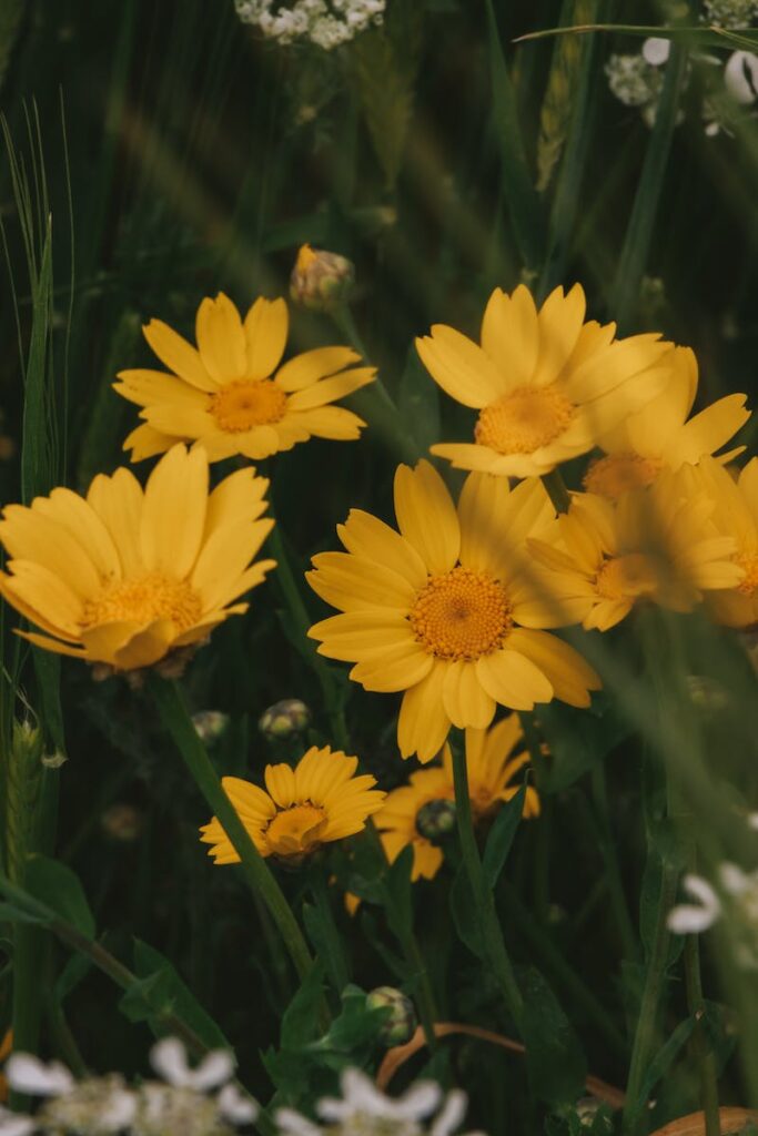 Yellow flowers in the grass with white flowers