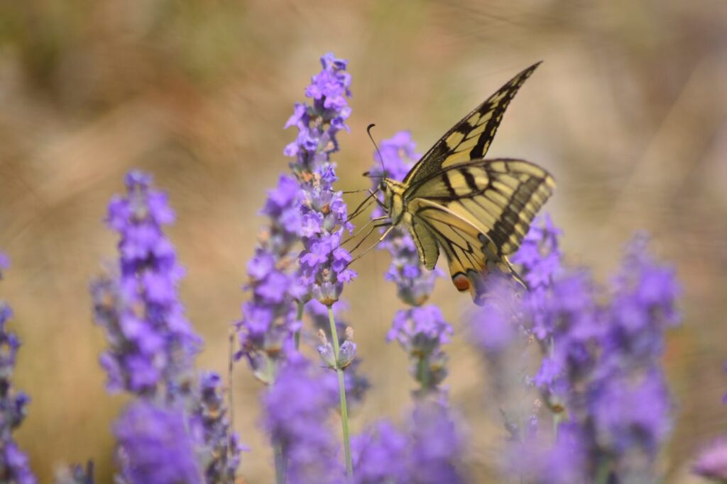 A butterfly is sitting on top of some lavender flowers