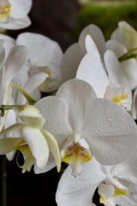 White orchids with water droplets on them