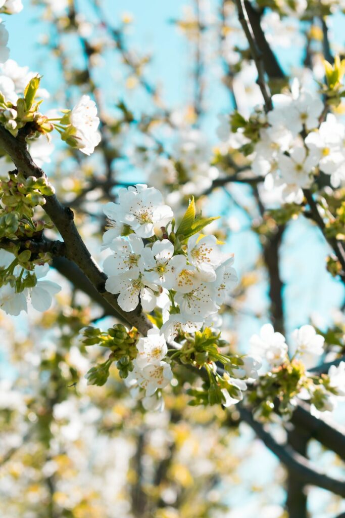 selective focus photography of white flowering tree