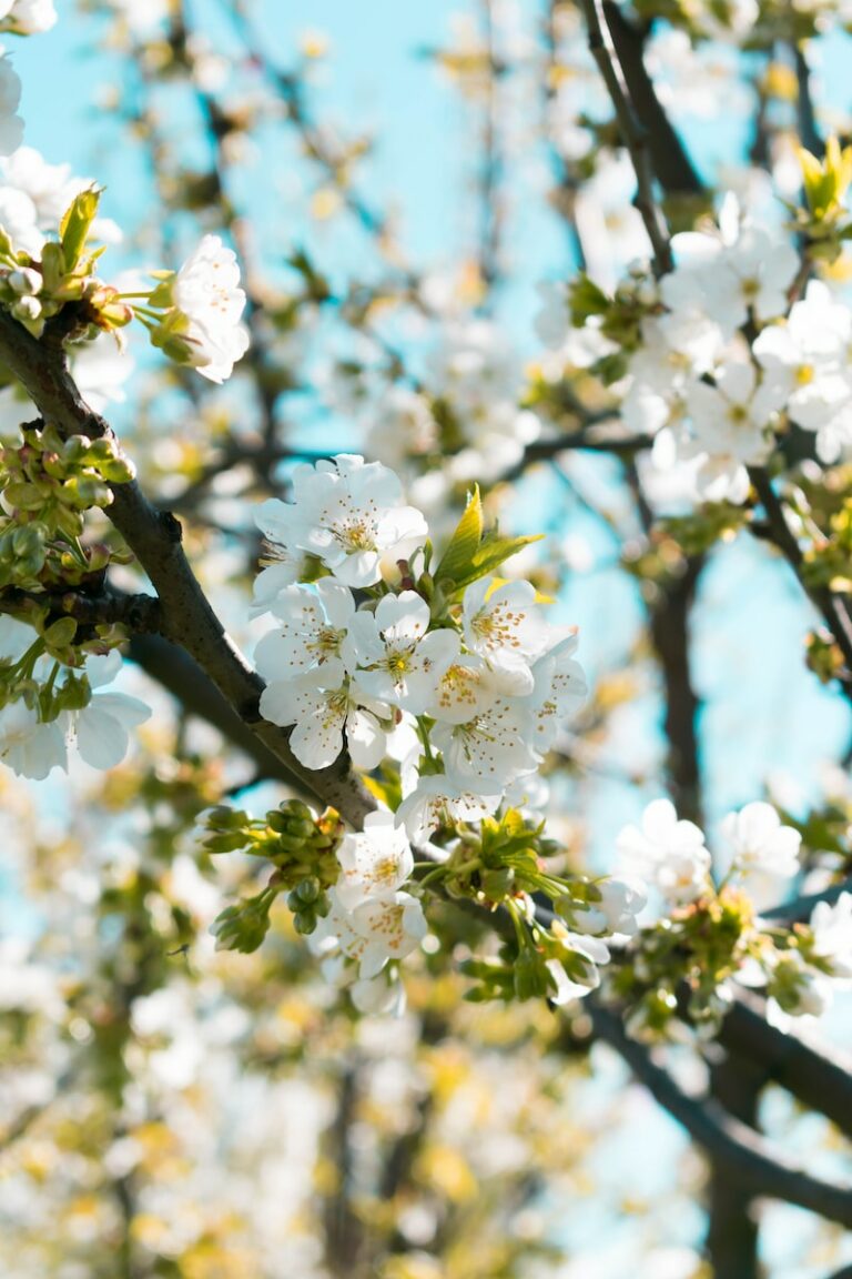 selective focus photography of white flowering tree