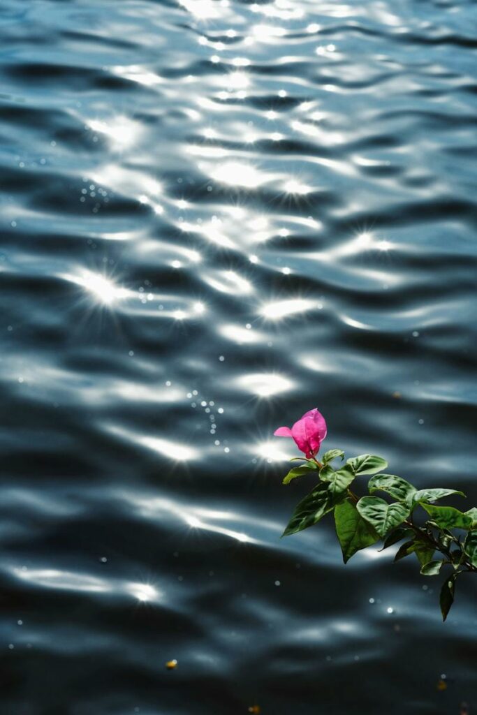 A Flower Hanging above the Water Surface