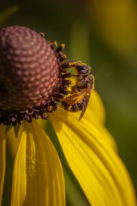 Close up of Bee on Yellow Flower