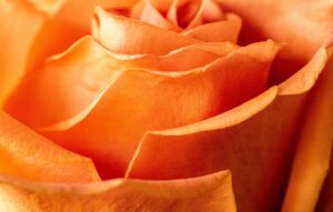 Close-up of an Orange Rose