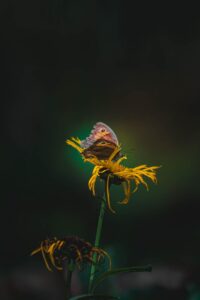 A butterfly on a flower in the dark