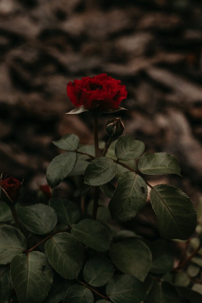 Red Rose on a Branch