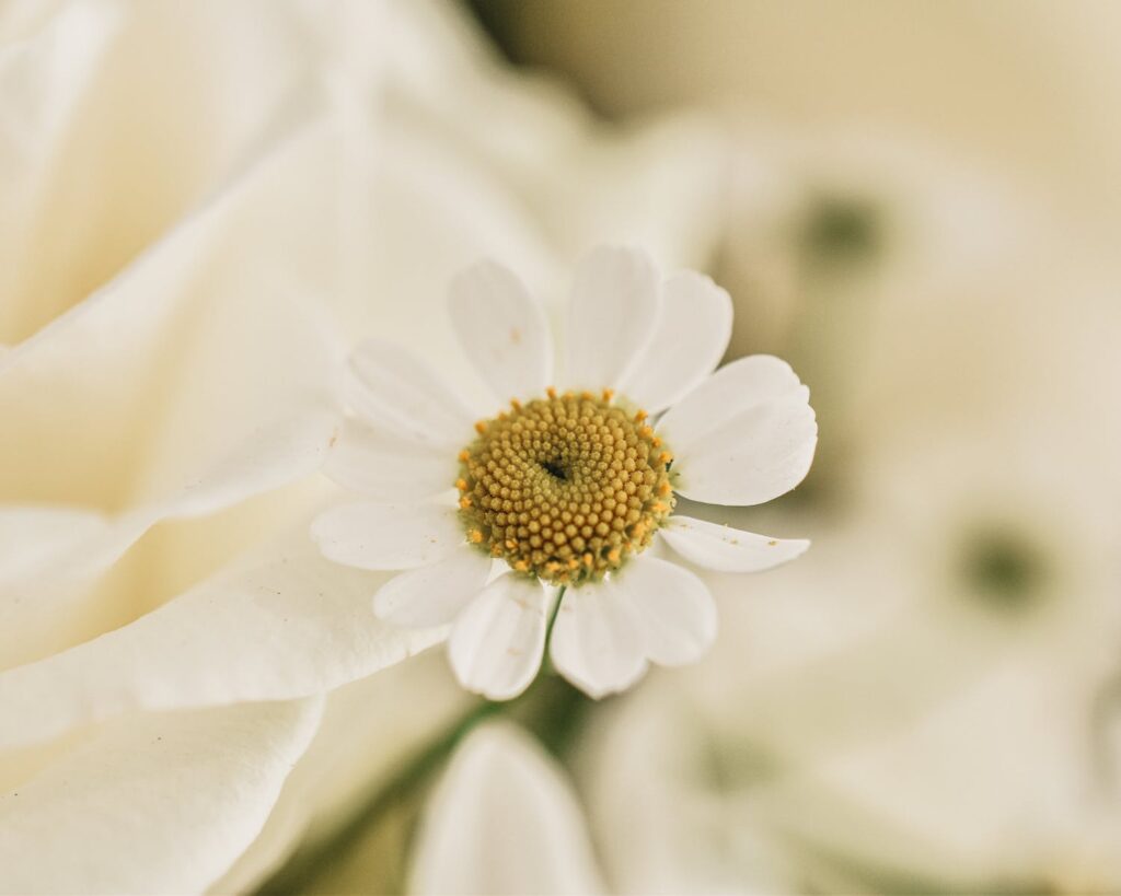 A close up of a white flower with a yellow center