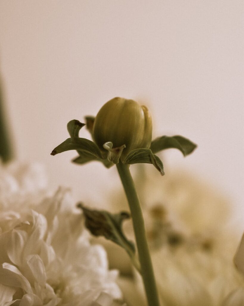A close up of a flower in a vase