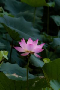 A pink lotus flower is in the middle of a green leafy plant