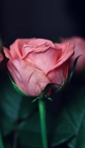 A pink rose is shown in the dark