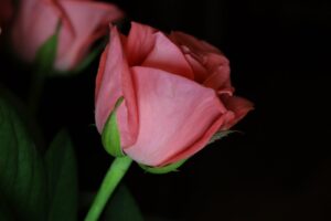 A close up of a pink rose with green leaves