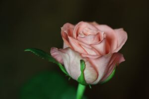 A single pink rose is shown in this photo