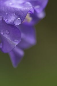 A close up of a purple flower with water droplets