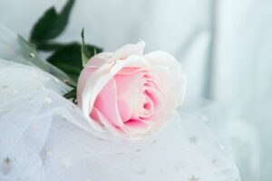 A pink rose sits on top of a white sheet