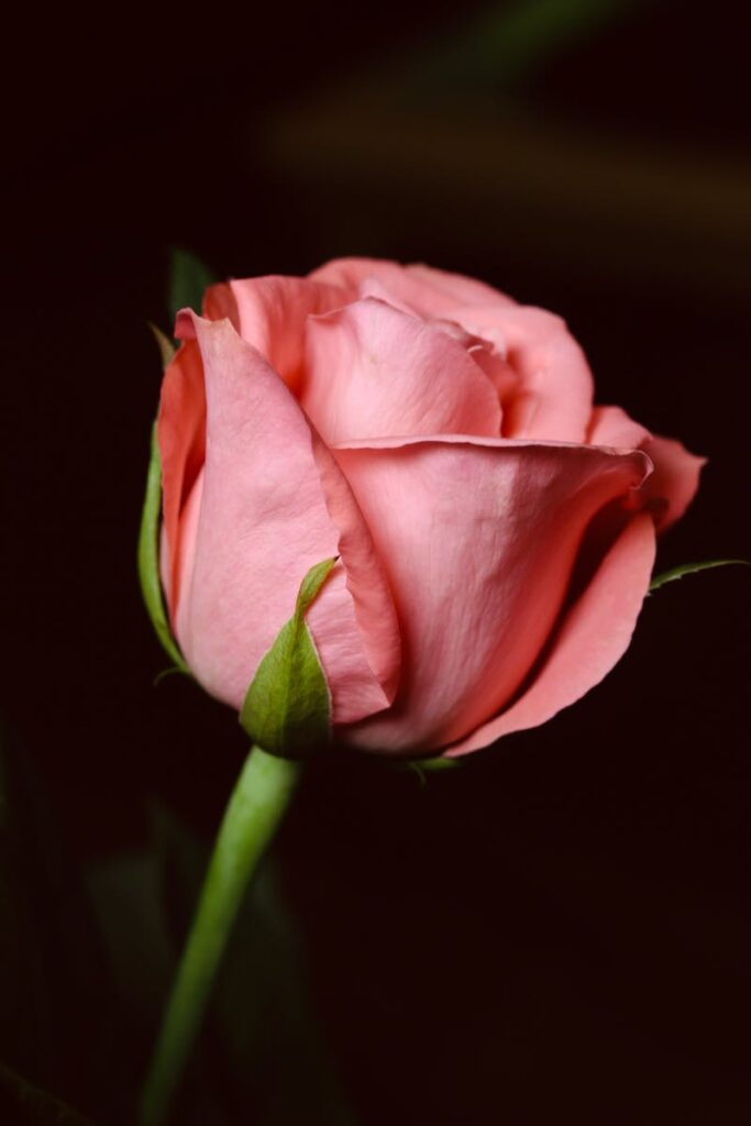 A single pink rose is shown in this photo
