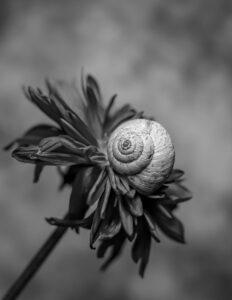 A black and white photo of a snail on a flower