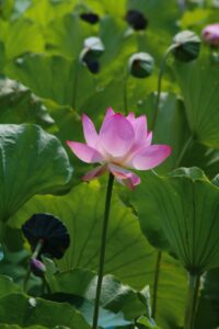A pink lotus flower blooms in the middle of green leaves