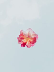 Pink and White Flower With White Background