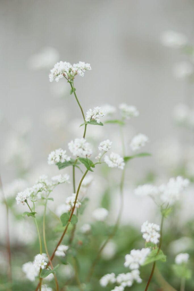 Blooming white flowers on thin stems in field in nature